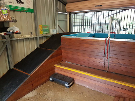 Dog Hydrotherapy: Underwater Treadmill