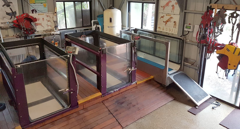 Dog Hydrotherapy: Aqua-Treadmill