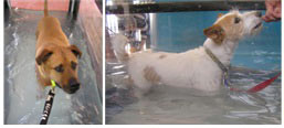 Dog Hydrotherapy: Aqua-Treadmill